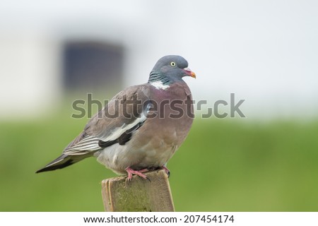A Wood Pigeon ( Columba oenas ) Perched on a Fence Post