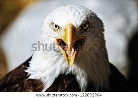 American Eagle / Bald Eagle
