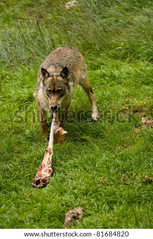 Wolf eating meat