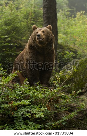 Brown bear sitting on top of a hill in the woods