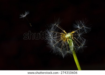 dandelion plant with flying seed isolated on black