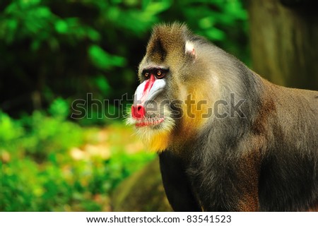 A Mandrill