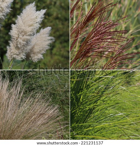 Collection of different kind of grass