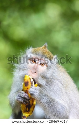 Monkey eats banana, Portrait of monkey eating banana in monkey forest, Bali
