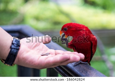 Man feeding sunflower seed to red feather bird