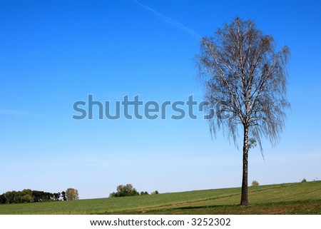 Green field with one tree under blue sky