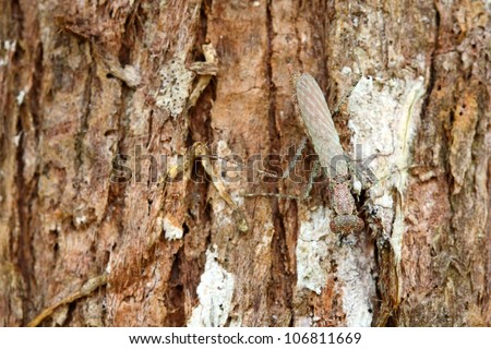 Camouflage for grasshopper  at  bark of tree