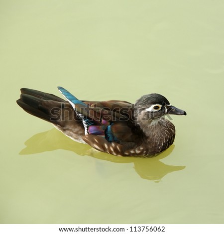 mandarin duck (female) swims on the surface of water in the pond