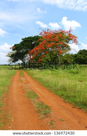 Rural road through green fields with poinciana tree on cloudy sky