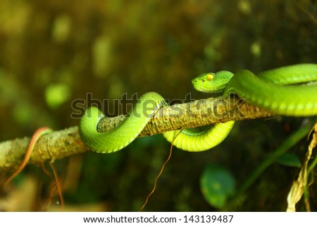 Green snake  (Ekiiwhagahmg snakes) in the deep forest