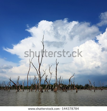 Dead tree trunks and branches submerged in lake with sky background