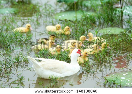 Beautiful white mother-duck and ducklings swimming on water lily at pond