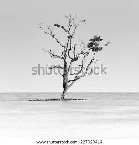 Black and White with lone tree partially submerged in the sea, gulf of Thailand