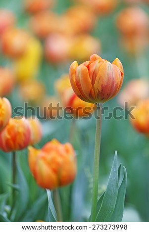 Close up of yellow or orange tulips flower tulip background pattern