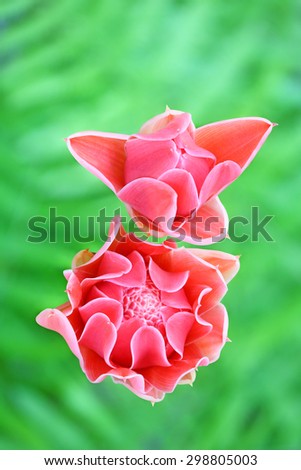 Etlingera elatior flower color red in nature with forest green background