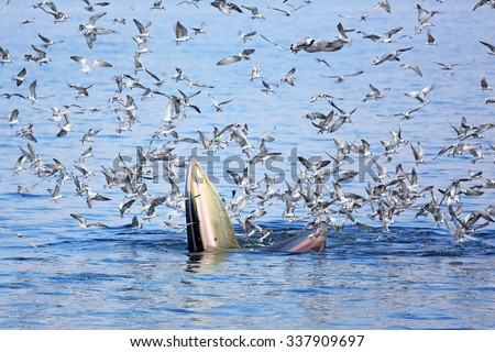 Bryde's Whale eat anchovy fishes in gulf of Thailand and especially the three provinces is Samut Songkhram Songkhram and Phetchaburi