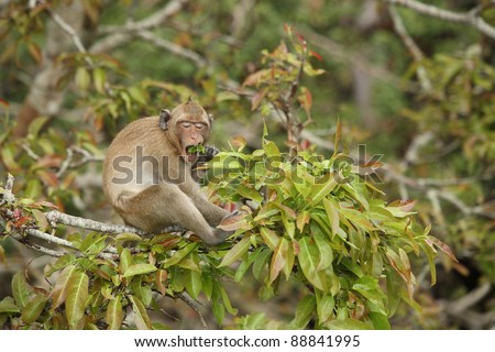 Monkey eating a mango tree, mango