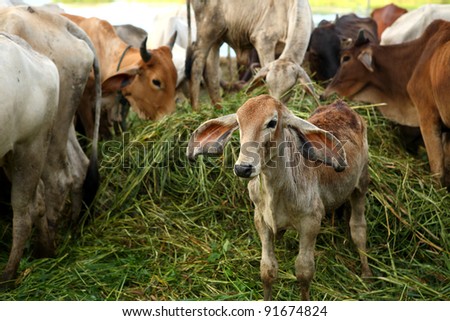 Asian cows in a field at a farm in Chanthaburi, Thailand