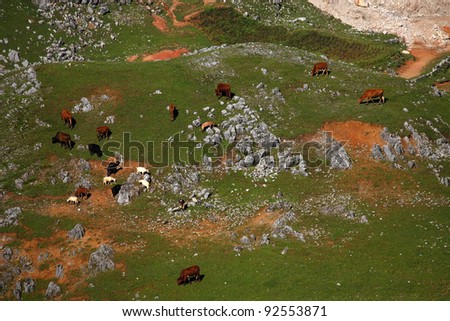 Cows and goats graze on the mountain is very wide, at Kunming in Yunnan, China