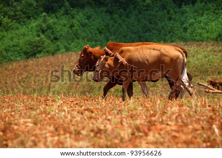 cow is the work of plowing at Kunming of China