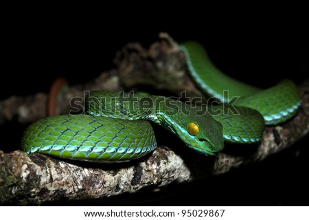 rattlesnake pit viper