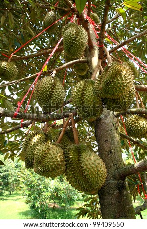 Durian Tree Pictures