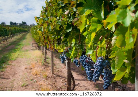 Aglianico vineyard during harvest in Campania, Italy. Aglianico is used to make Aglianico as well as Taurasi wines.