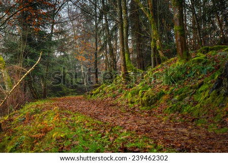 Path along Merkur Mountain in The Black Forest, Baden Wurttemberg, Germany on a cold day in Autumn
