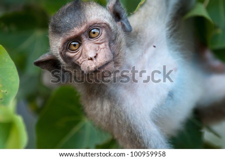 Monkey business - Curious macaque monkey in Sam Roi Yot National Park, Thailand