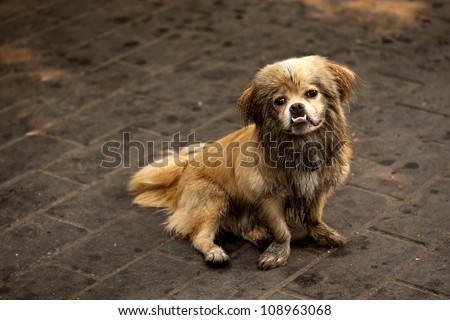 Sad little knock-kneed Chinese dog with undershot jaw sitting on a street in Beijing