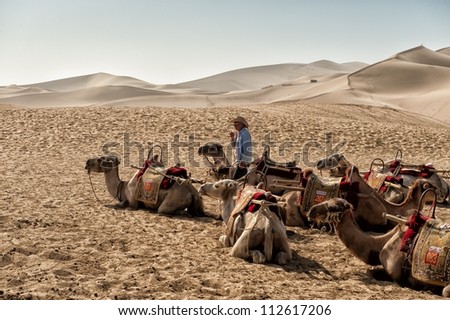 Chinese Camel