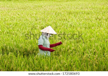 VINH LONG, VIETNAM - MARCH 7: Vietnamese woman works in a rice paddy on March 7, 2009 in the Mekong delta near Vinh Long. The Mekong delta is a major tourist destination to experience rural Vietnam.