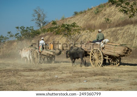 BAGAN, MYANMAR - FEBRUARY 6: Burmese oxen pull carts on February 6, 2014 outside Bagan. Myanmar is ethnically diverse with 135 ethnic groups of which most live in the countryside.