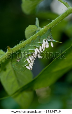 A Tomato horn-worm covered with parasitic Bracoid wasp cocoons