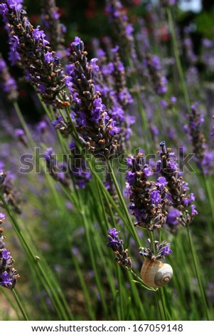 beautiful lavender flowers with a small snale on a shiny summer evening at the Provence in Southern France