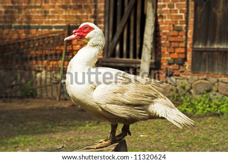 Muscovy Duck, Cairina moschata