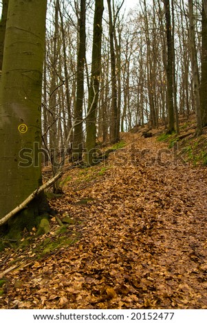 forest track in winter