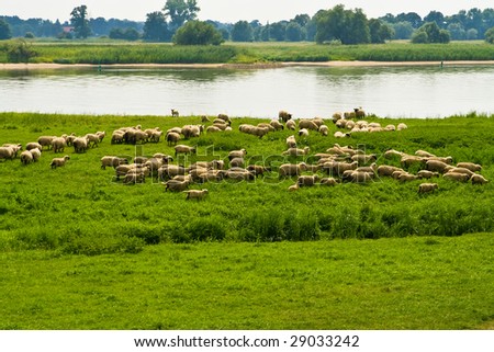 flock of sheep on a river
