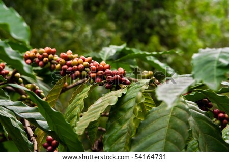 coffee plant with fruits