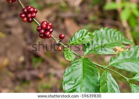 coffee plant with fruits