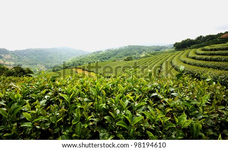 Closed up in leaf of Green Tea and Green tea Field.