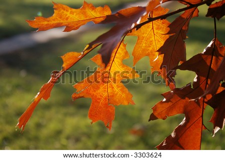 Backlit pin oak tree leaves with vibrant brown reds over green background