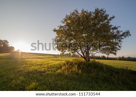 Separate tree in the field on sunrise