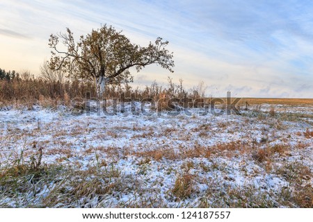 One tree on an autumn snow field. The first snow