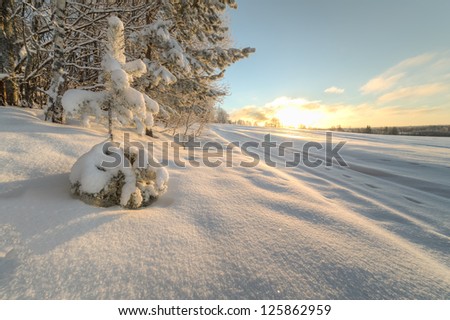 Trees on the brink of a winter snow-covered field