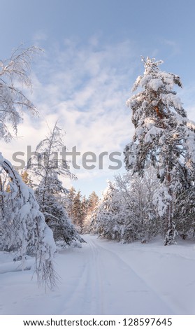 Winter snow wood in solar weather.  landscape
