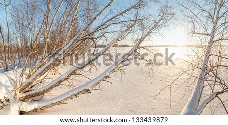 The stood trees on the bank of winter lake. A winter landscape