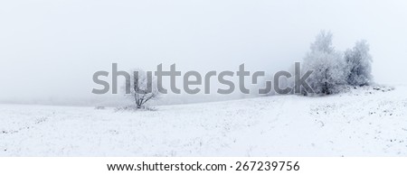 One mountain ash on a snowy field. Natural background.