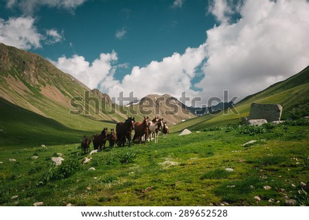 Mountain landscape with horses. A herd of horses on a mountain pasture