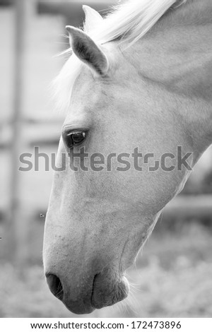 A black and white image of a palomino horses head